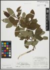 Foto von Salix appendiculata Vill.